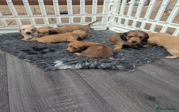 Dachshund dogs for sale: Long haired miniature Dachshunds  - Image 27