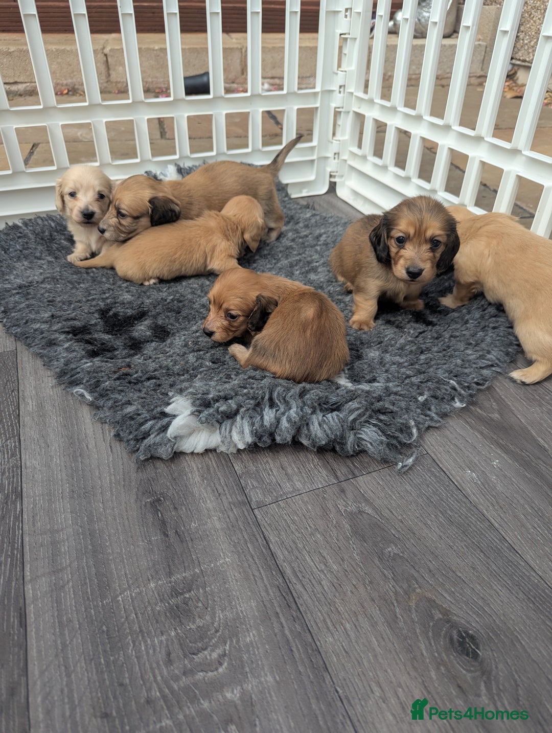 Dachshund dogs for sale: Long haired miniature Dachshunds  - Image 27