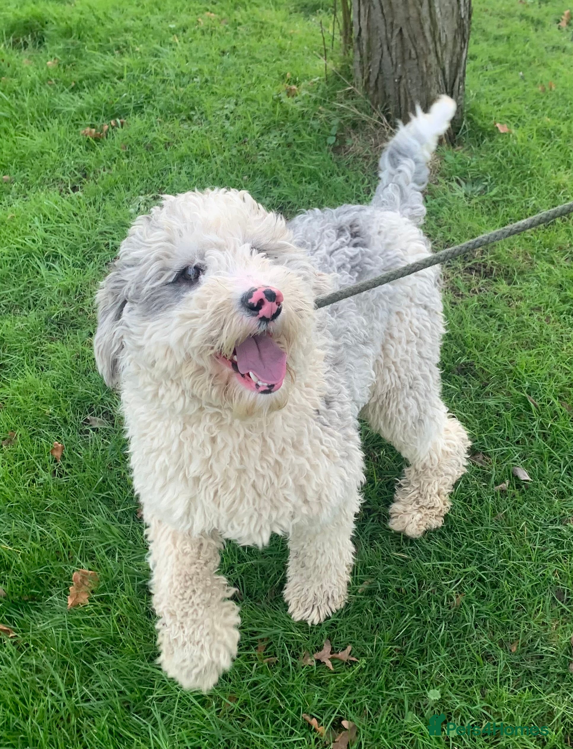 Sheepadoodle dogs Medium Size Sheepadoodle F1b.  - Advert 14