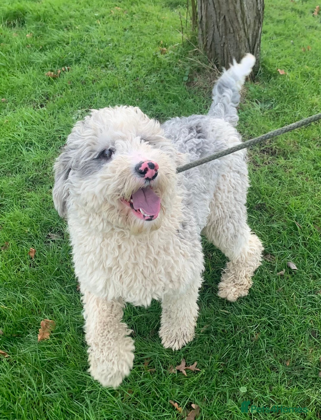 Sheepadoodle dogs for sale: Medium Size Sheepadoodle F1b.  - Advert 1