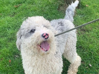 Sheepadoodle dogs Medium Size Sheepadoodle F1b. - Advert 1