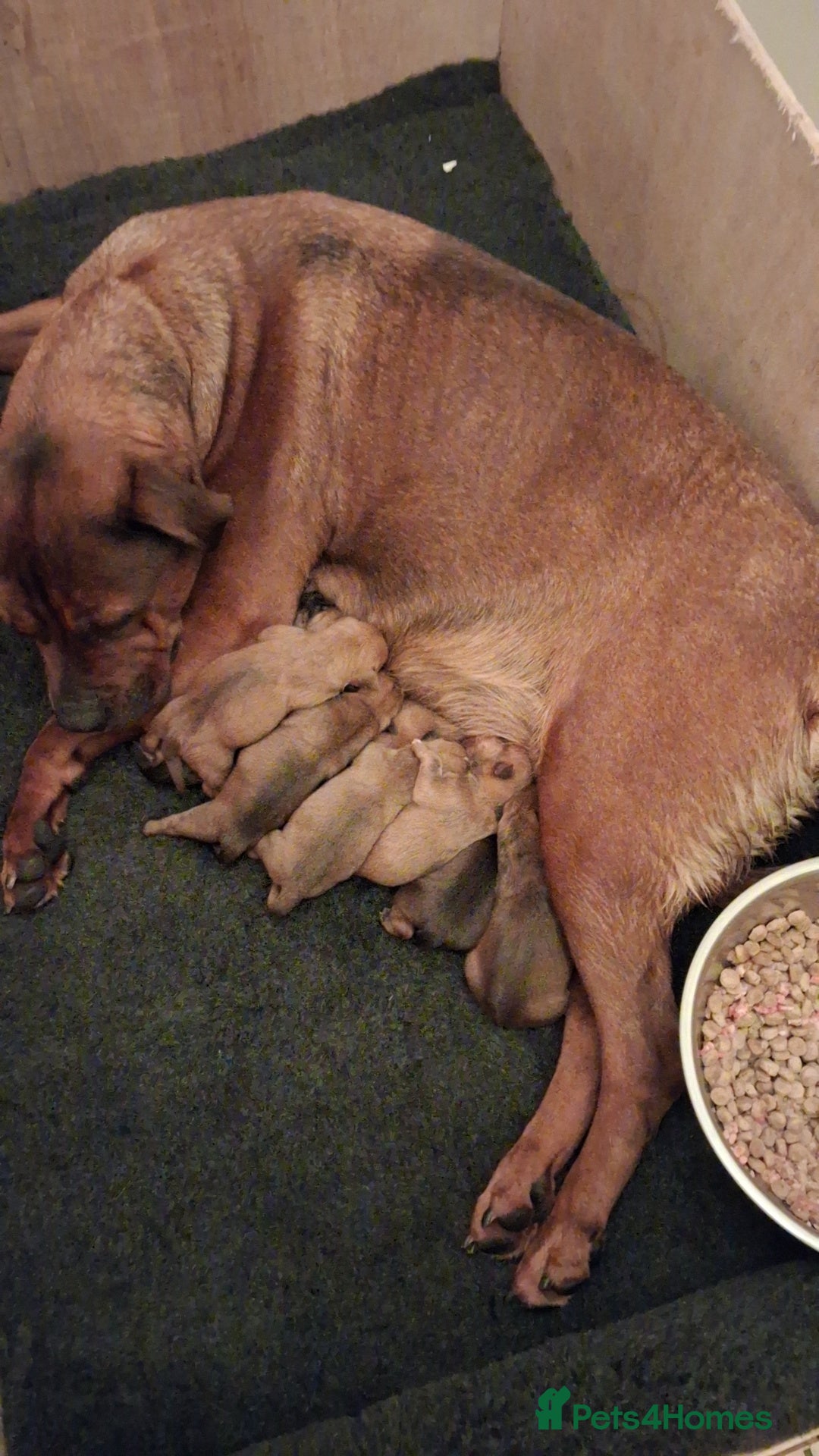 Mixed Breed dogs for sale: Beautiful chunky pups  - Advert 19