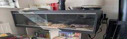 Python Snake reptiles for sale: Ball Python + setup in Sheerness - Advert 5