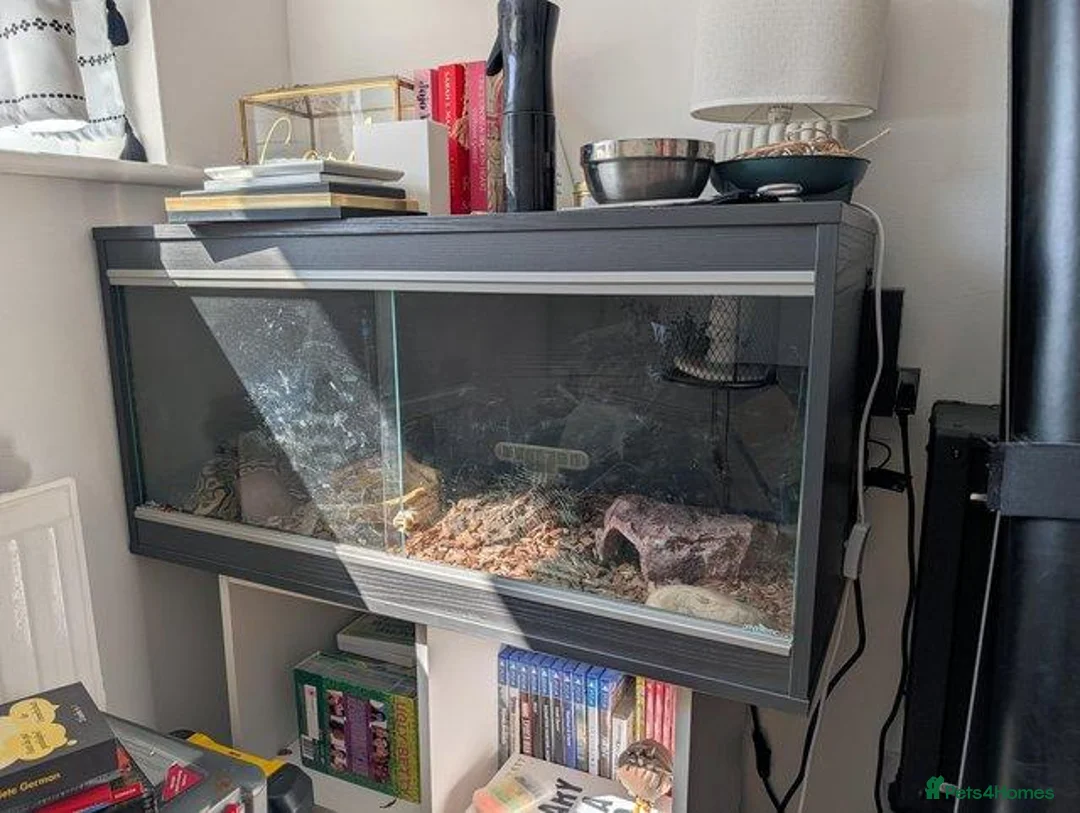 Python Snake reptiles for sale: Ball Python + setup in Sheerness - Advert 5