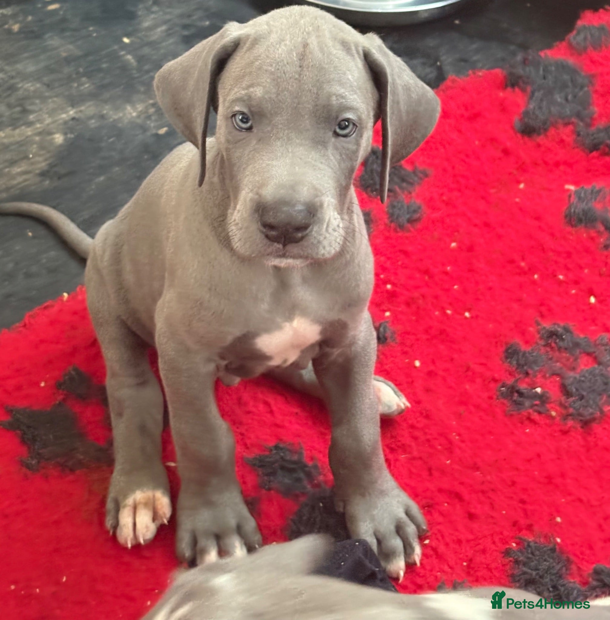 Great Dane dogs High Quality Great Dane Puppies - Advert 1