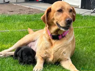 Labrador Retriever dogs Puppies - Advert 2