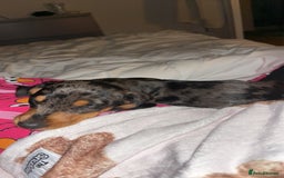 Miniature Dachshund dogs for stud: Miniature dapple boy dachshund  - Image 9