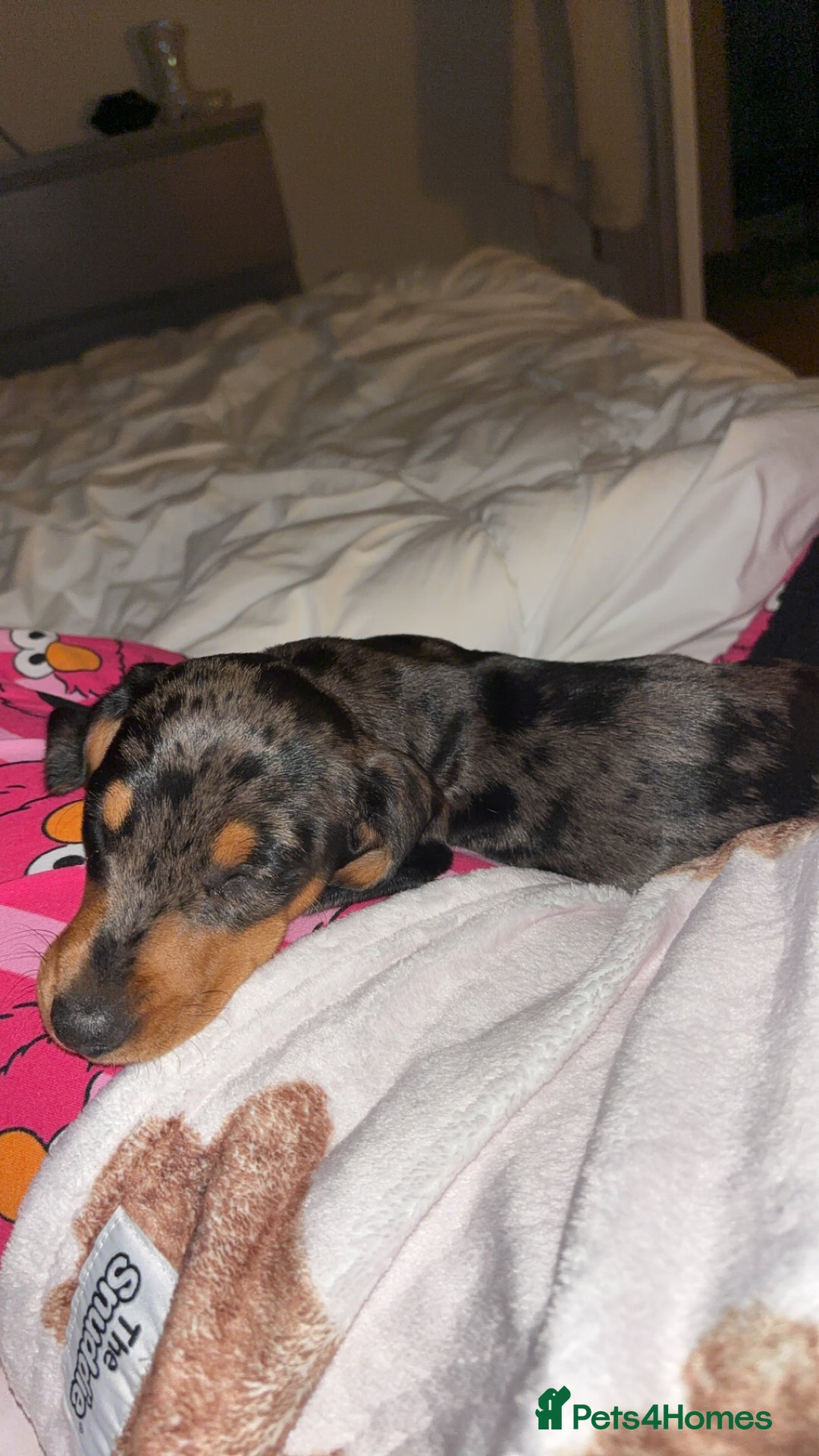 Miniature Dachshund dogs for stud: Miniature dapple boy dachshund  - Image 9