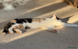 Oriental cats for sale: Sweet Little Calico Baby - Image 5