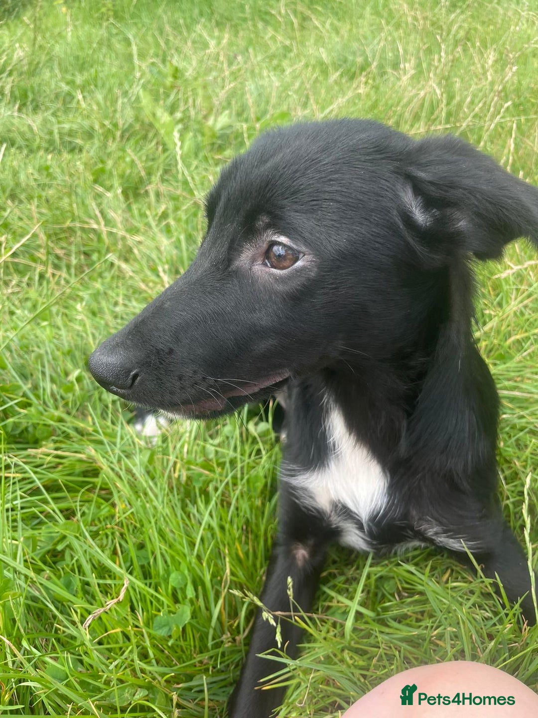 Border Collie dogs for sale: Collie  - Image 9
