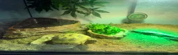 Tortoise reptiles for sale: Horsefield Tortoise, enclosure and accessories  - Advert 2