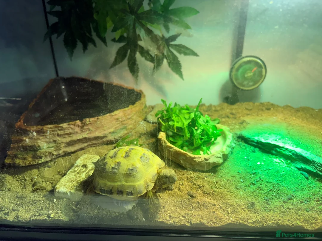 Tortoise reptiles for sale: Horsefield Tortoise, enclosure and accessories  - Advert 2