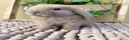 Mini Lop rabbits for sale: Beautiful buck mini lop - Advert 3