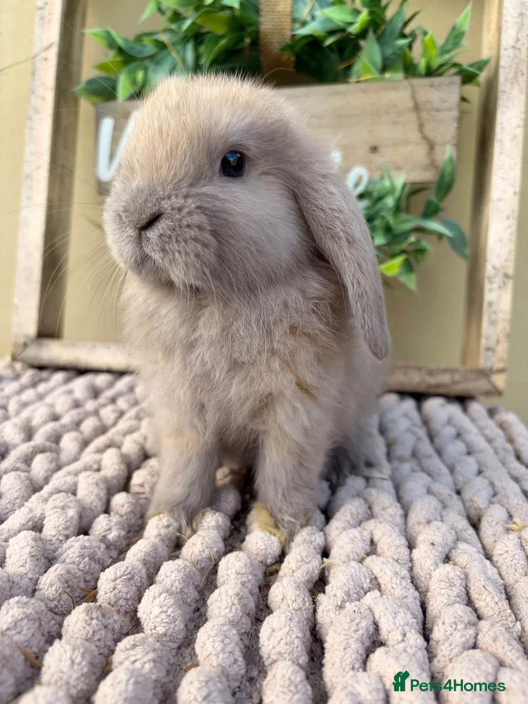 Mini Lop rabbits for sale: Beautiful buck mini lop - Advert 3