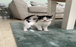 British Shorthair cats for sale: Stunning female kittens  - Image 6