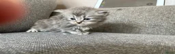 Mixed Breed cats for sale: Exotic cross kittens  - Advert 9