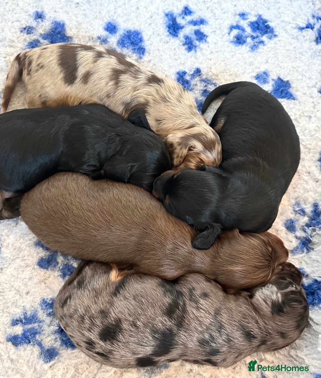 Dachshund dogs for stud: Standard Silver Dapple Long Haired Dachshund Stud in Bishop Auckland - Advert 21