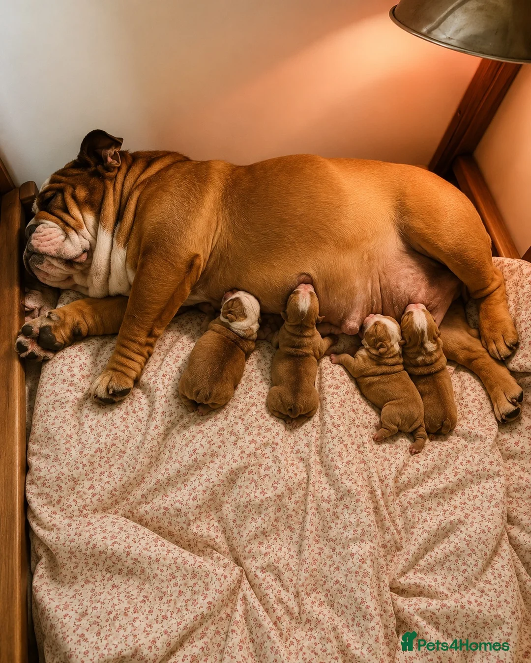 English Bulldog dogs for sale: Raised with love, bred with care - Advert 1