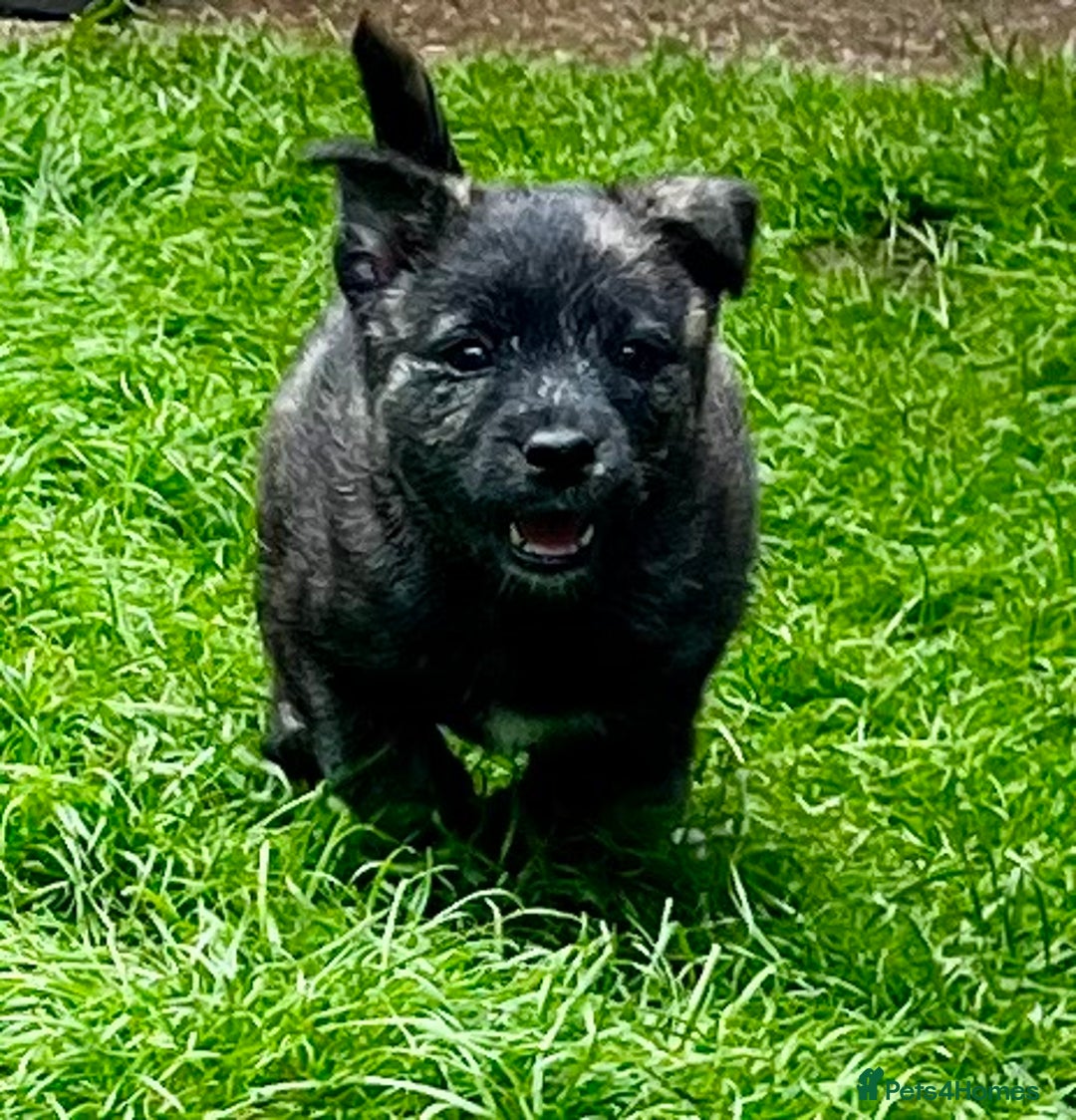 Mixed Breed dogs for sale: Weeranian Pups - Image 2