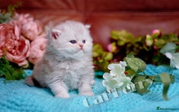 Persian cats for sale: Persian Chinchilla Kittens - Image 5