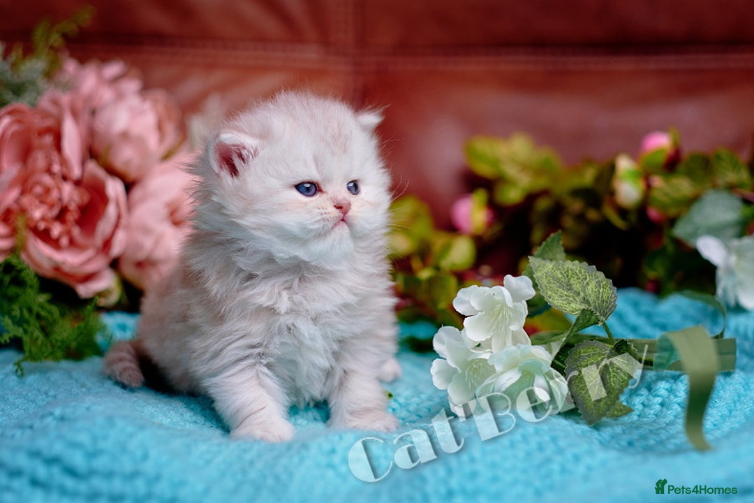 Persian cats for sale: Persian Chinchilla Kittens - Image 5