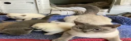 British Shorthair cats for sale: British Shorthair Kittens - Advert 3