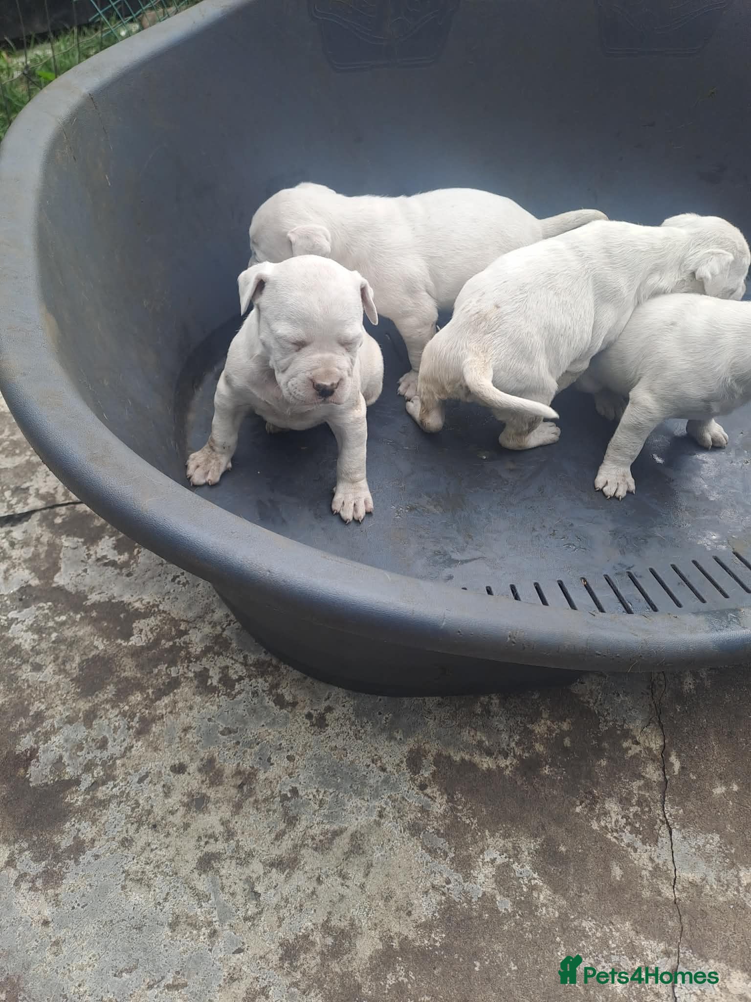 American Bulldog dogs Dogs for sale - Advert 2