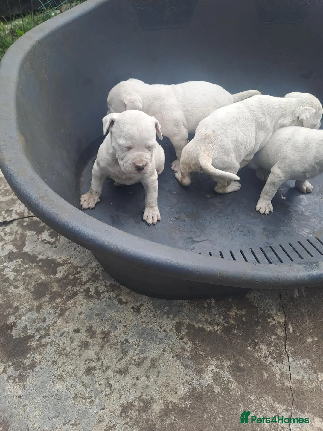 American Bulldog dogs for sale: Dogs for sale in Smethwick - Advert 1
