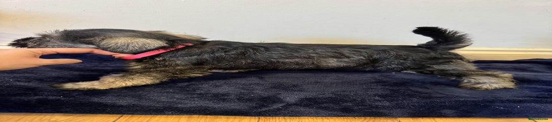 Miniature Schnauzer Puppy 4