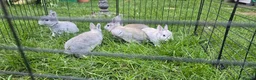 Rex rabbits for sale: 5 three and half week old chinchilla mini rex - Advert 5