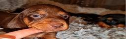 Miniature Dachshund dogs for sale: Extra miniature daschunds baby 🩷 - Advert 7