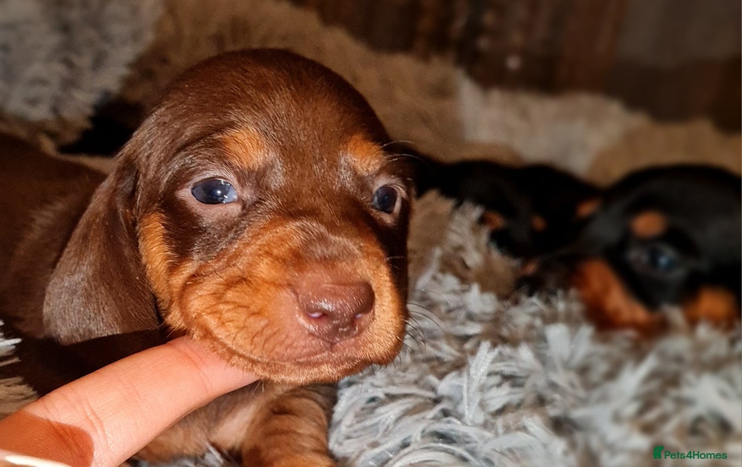 Miniature Dachshund dogs for sale: Extra miniature daschunds baby 🩷 - Advert 7