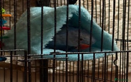 Ringnecks birds for sale: Blue Indian Ringneck - Bluey  - Image 7