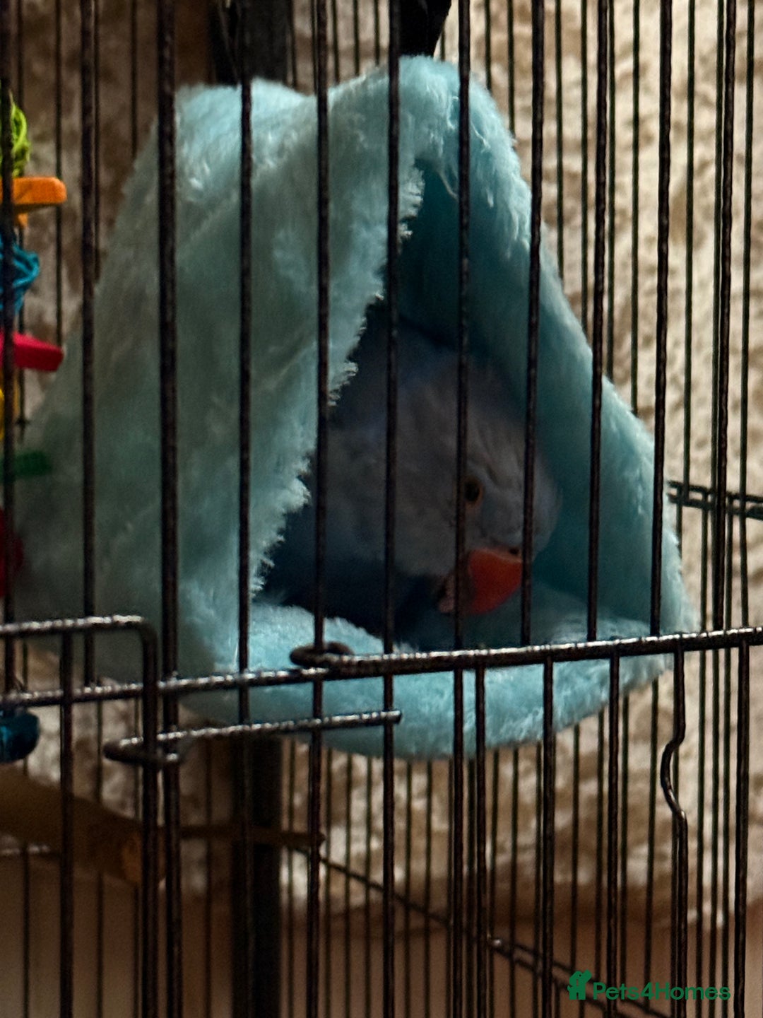 Ringnecks birds for sale: Blue Indian Ringneck - Bluey  - Image 7