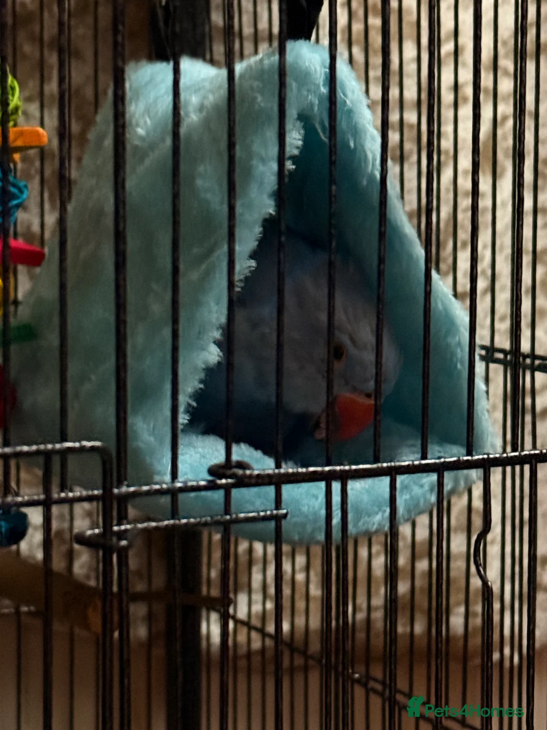 Ringnecks birds for sale: Blue Indian Ringneck - Bluey  - Advert 7