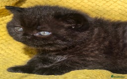 British Shorthair cats for sale: ONE GIRL LEFT GCCF reg BSH kittens - Image 7