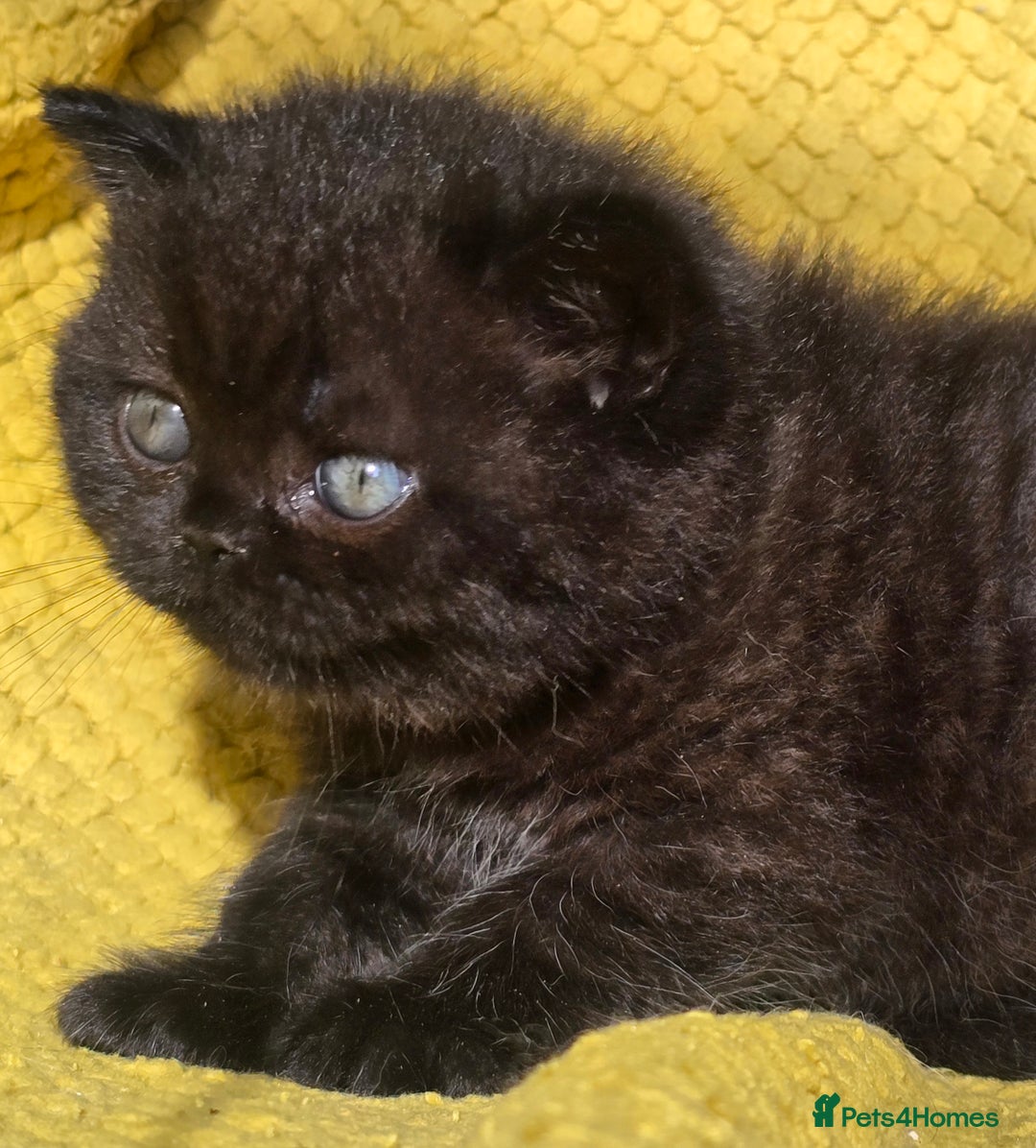 British Shorthair cats for sale: ONE GIRL LEFT GCCF reg BSH kittens - Image 7