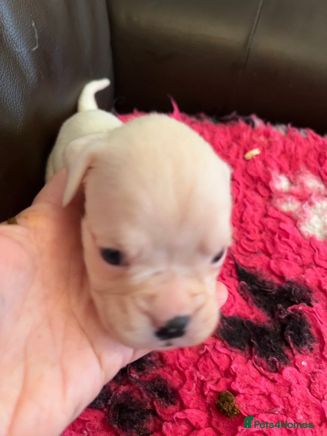 Boxer dogs for sale: Boxer puppies from Health Tested Parents  - Image 12