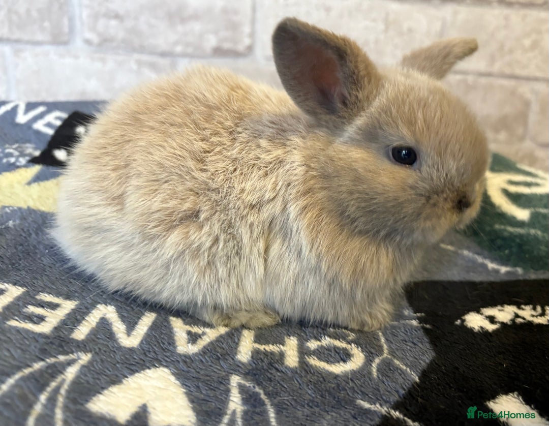 Mini Lop rabbits for sale: Two different litters of rabbits - Image 11