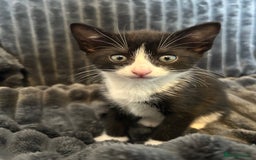 Domestic Shorthair cats for sale: Black and white domestic shorthair - Image 2