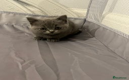 British Shorthair cats for sale: READY NOW!!Pedigree British Short Hair Kittens - Image 20