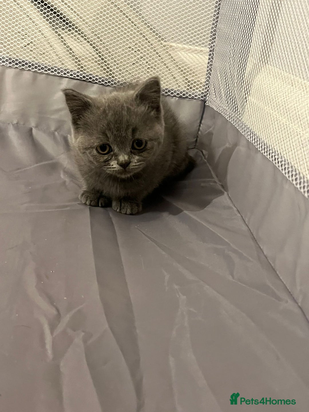 British Shorthair cats for sale: READY NOW!!Pedigree British Short Hair Kittens - Image 20