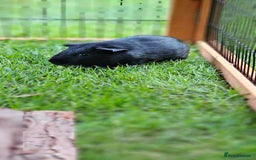 Guinea Pig rodents for sale: 2 x male guinea pigs - Image 2