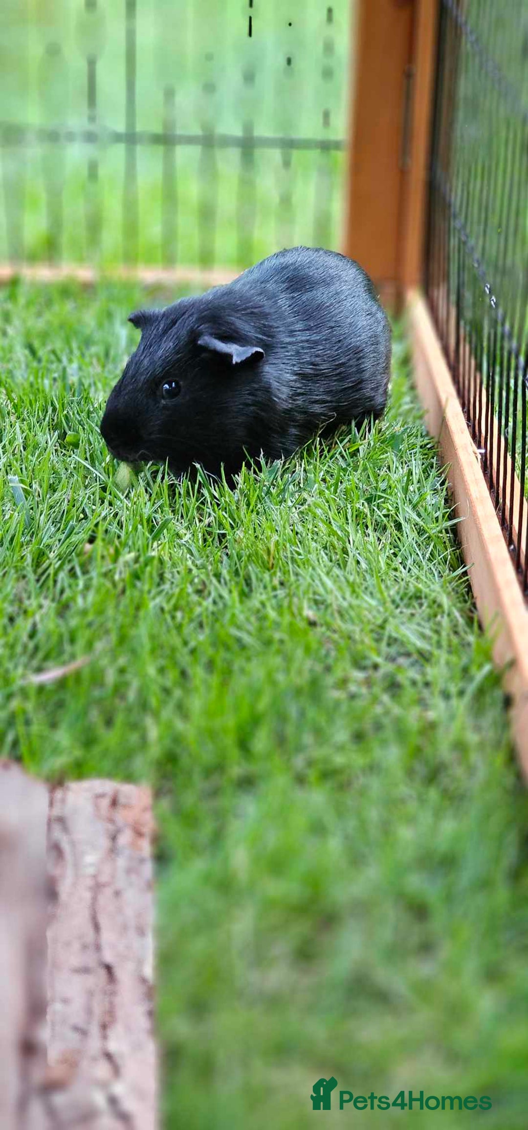 Guinea Pig rodents for sale: 2 x male guinea pigs - Image 2