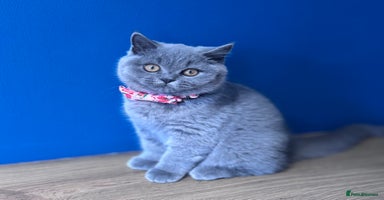 British Shorthair cats - Advert 16