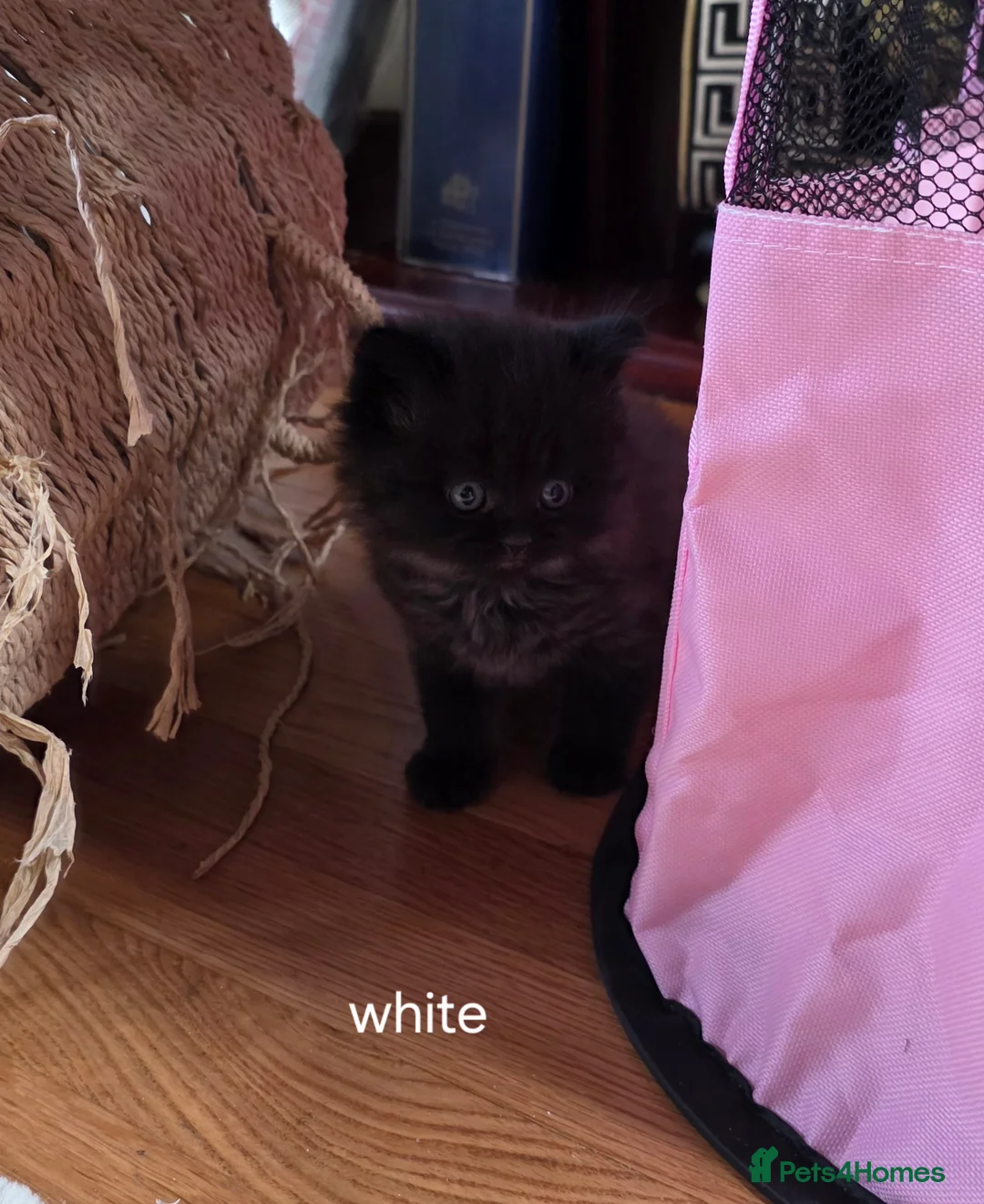 British Shorthair cats for sale: 🔥 Stunning British Shorthair Kittens to Reserve - Advert 19