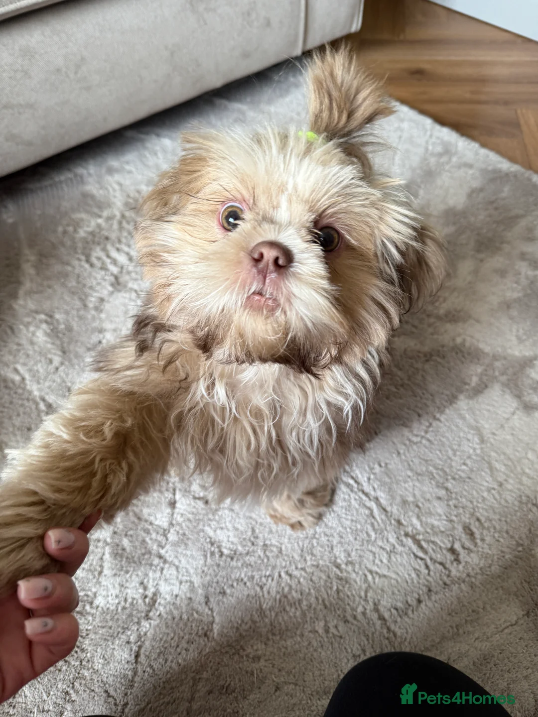 Shih Tzu dogs for sale: Shih Tzu puppy - Advert 5