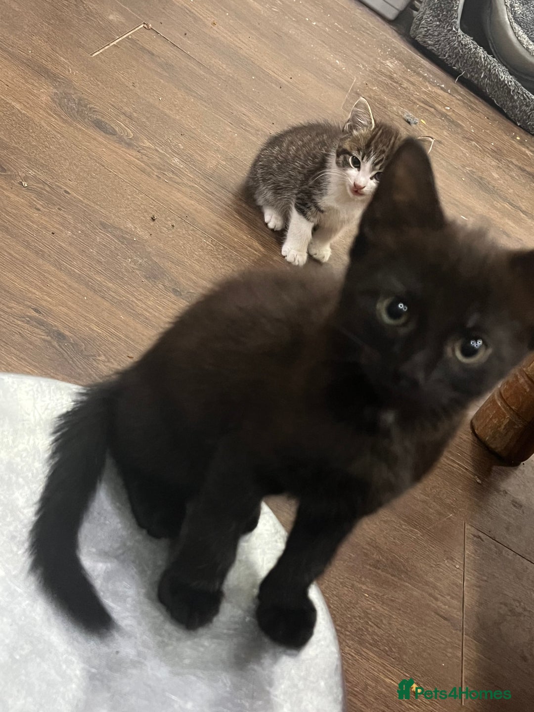 Mixed Breed cats for sale: 2 month old kittens ready for their forever homes  - Image 5