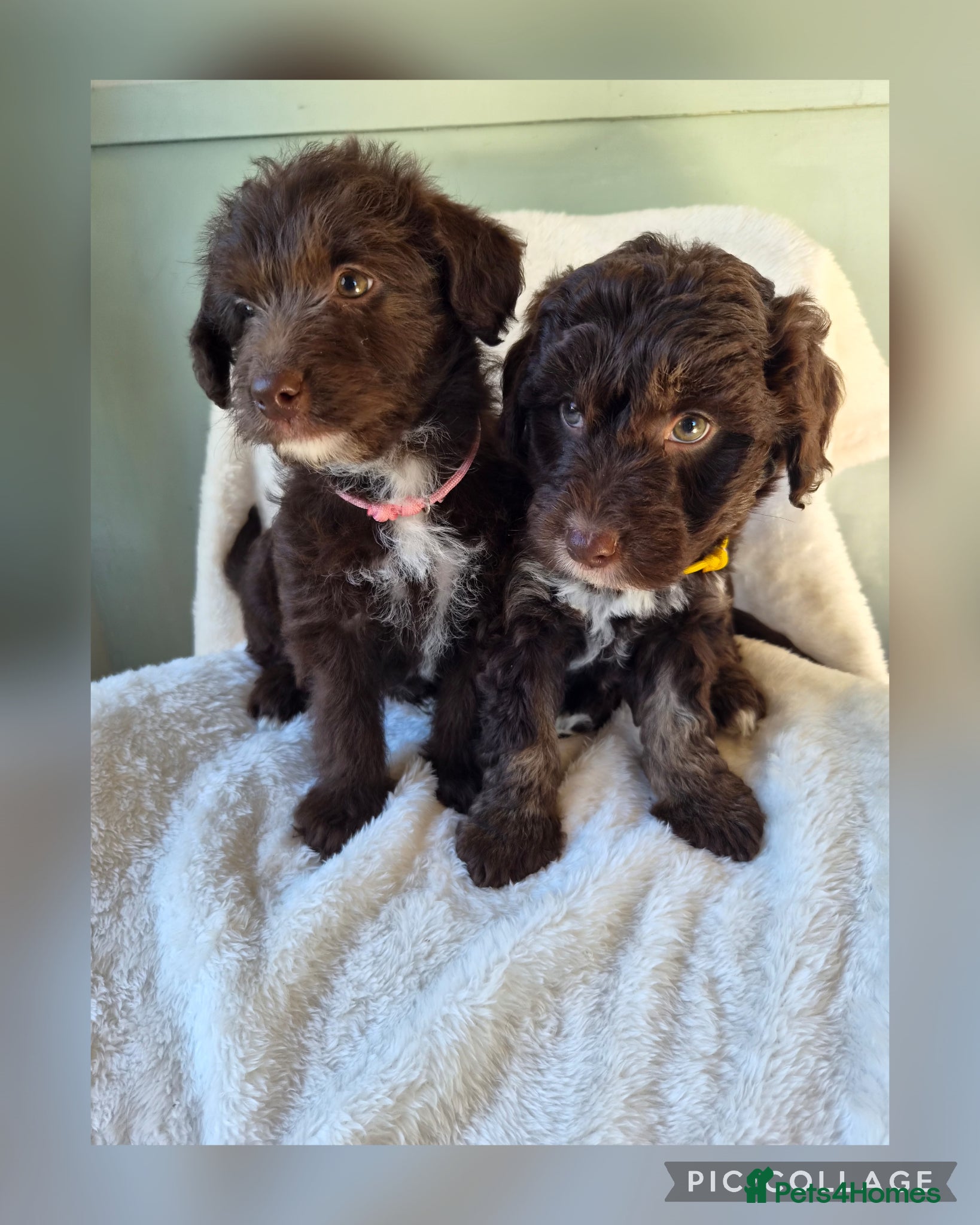 Bordoodle dogs for sale: F1 Bordoodles - DNA health tested - Advert 1