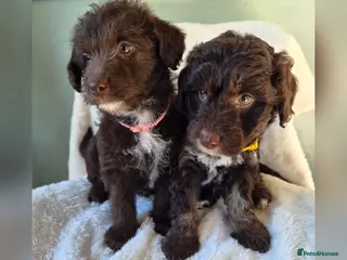 Bordoodle dogs for sale: F1 Bordoodles - DNA health tested - Advert 1